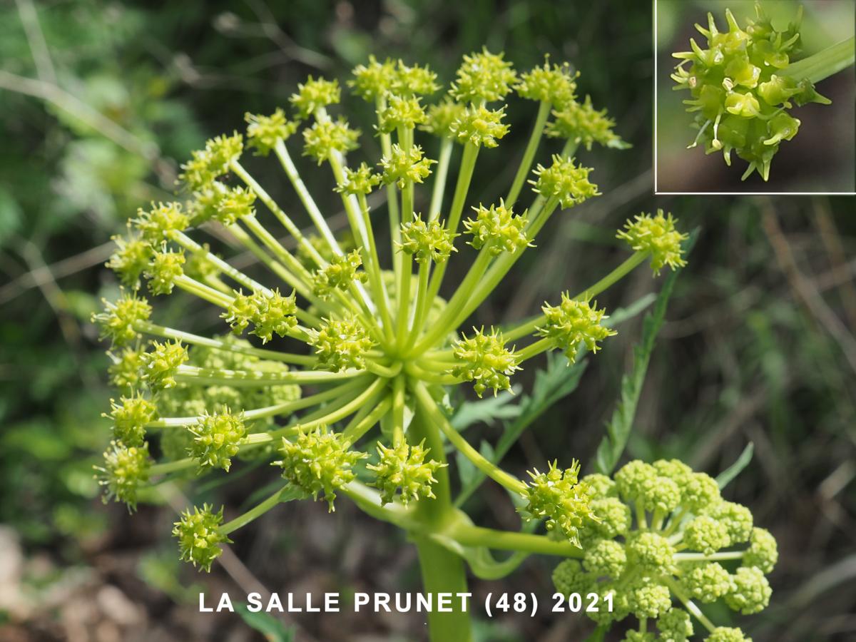 Molopospermum flower